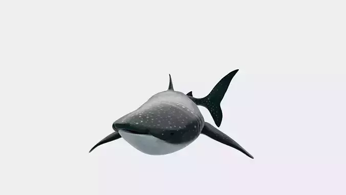 Animated Whale Shark 3D Model Game Ready