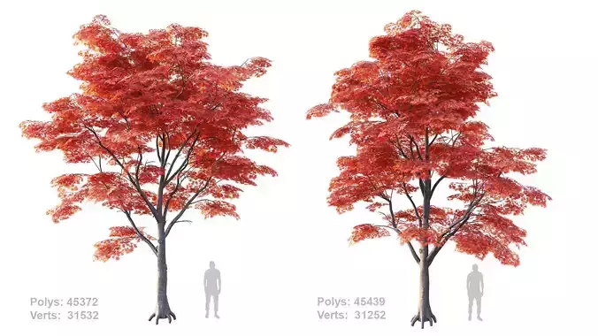 Japanese Maple Set 4K PBR Low-poly 3D model