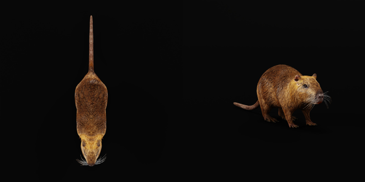 Nutria Coypu Rodent Low-poly 3D model_16