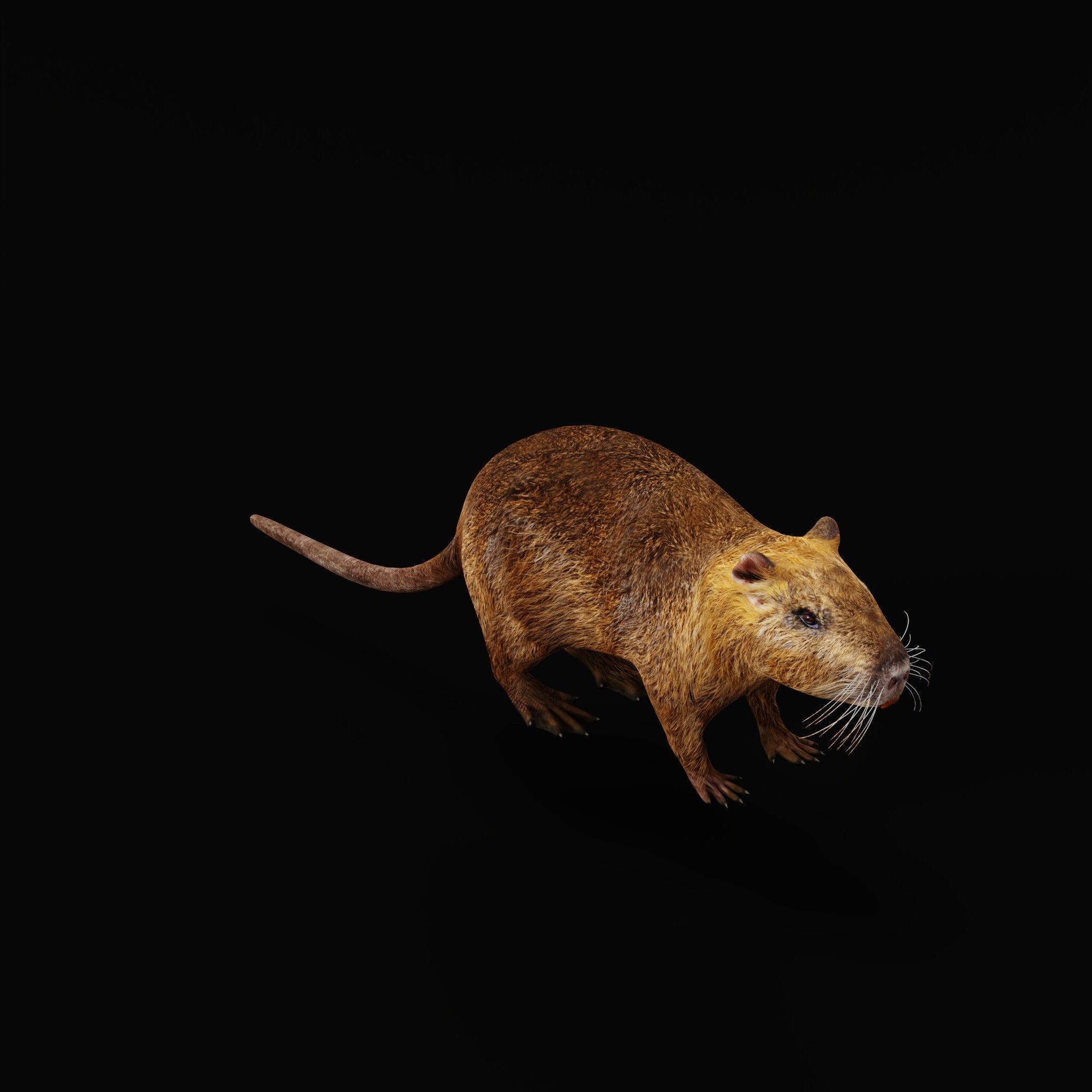 Nutria Coypu Rodent Low-poly 3D model_49