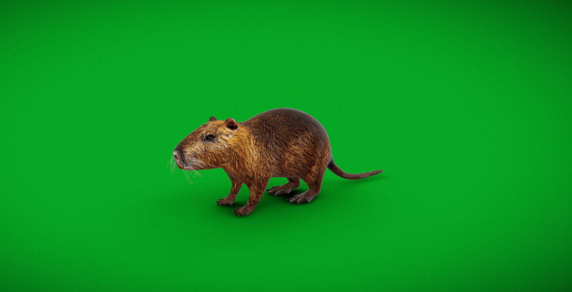 Nutria Coypu Rodent Low-poly 3D model_43