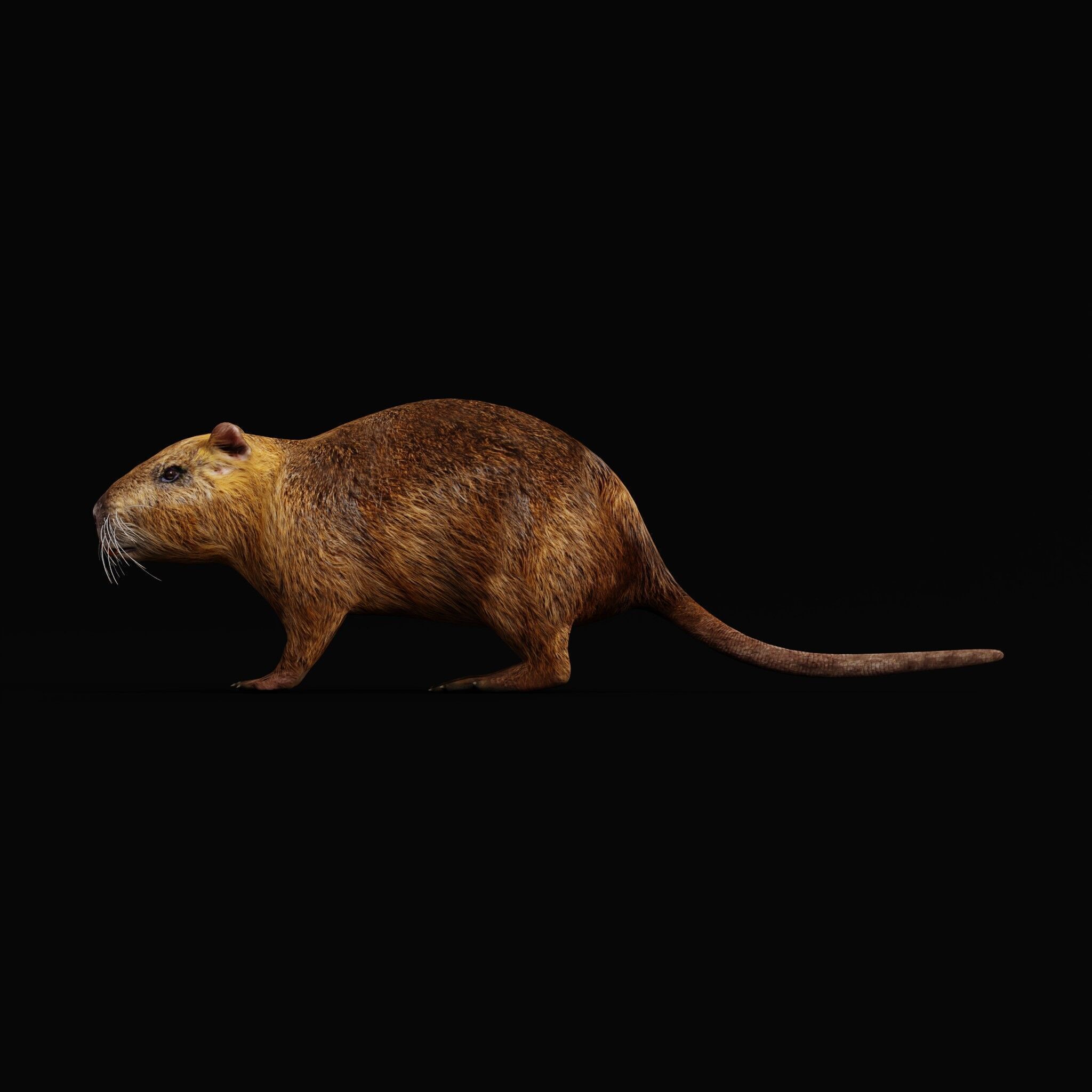 Nutria Coypu Rodent Low-poly 3D model_47