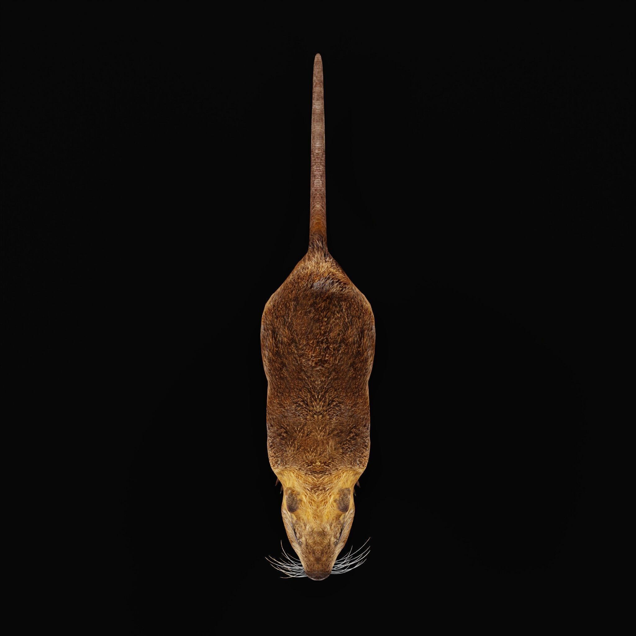 Nutria Coypu Rodent Low-poly 3D model_48