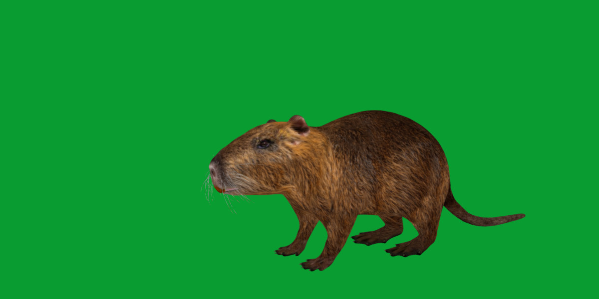 Nutria Coypu Rodent Low-poly 3D model_10