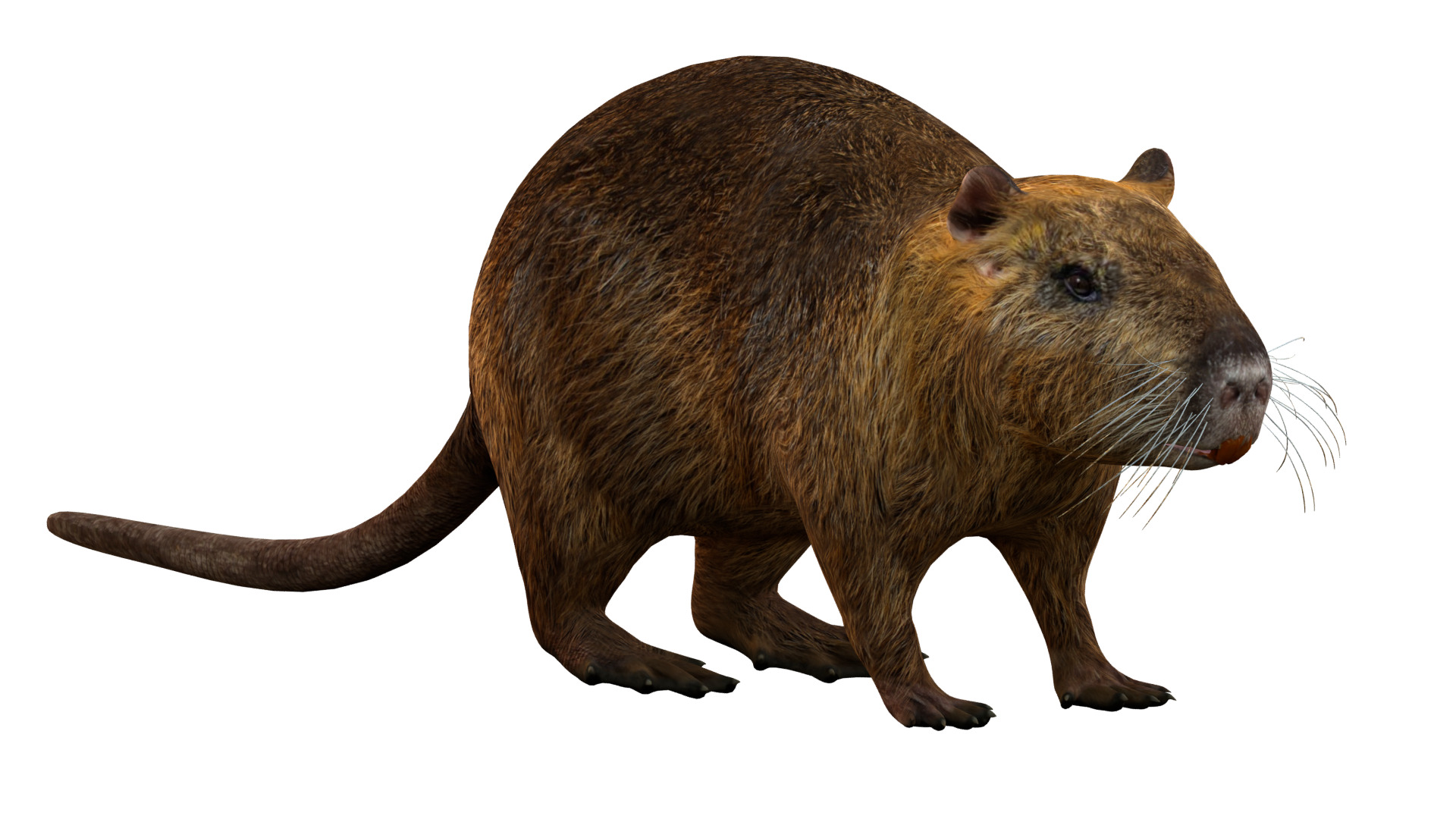Nutria Coypu Rodent Low-poly 3D model_7