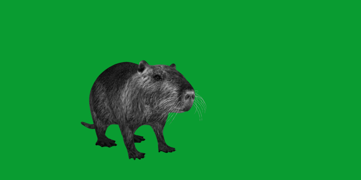 Nutria Coypu Rodent Low-poly 3D model_17