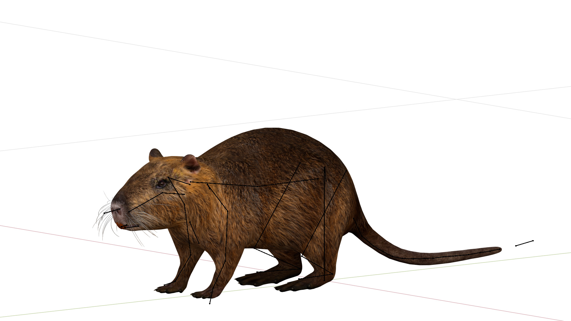 Nutria Coypu Rodent Low-poly 3D model_5