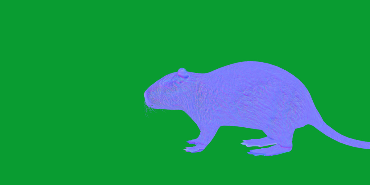 Nutria Coypu Rodent Low-poly 3D model_14