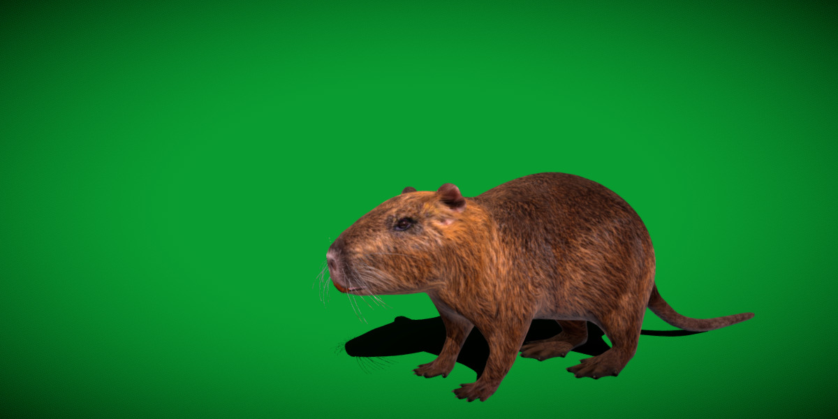 Nutria Coypu Rodent Low-poly 3D model_41