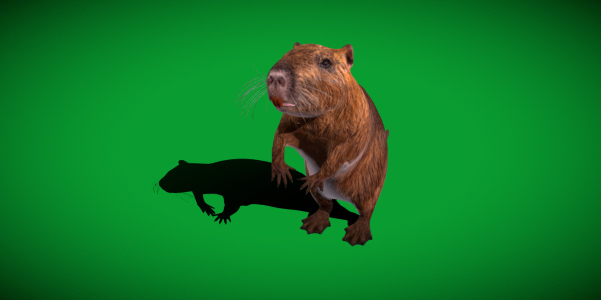 Nutria Coypu Rodent Low-poly 3D model_35