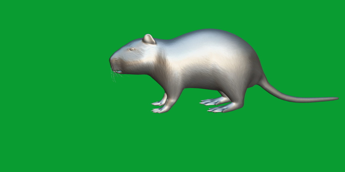 Nutria Coypu Rodent Low-poly 3D model_20