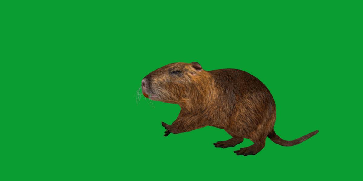 Nutria Coypu Rodent Low-poly 3D model_21