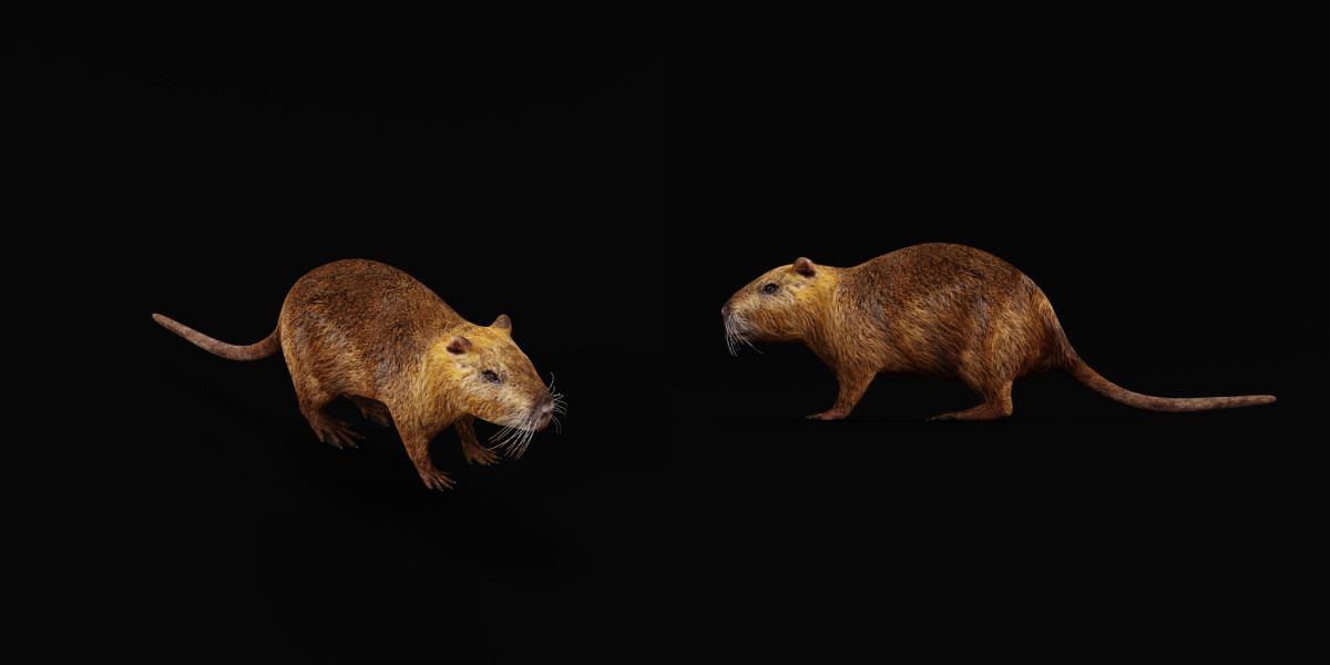 Nutria Coypu Rodent Low-poly 3D model_39