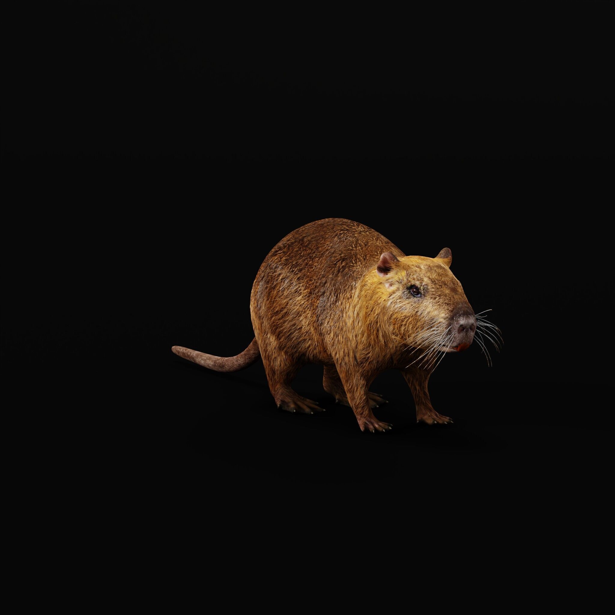 Nutria Coypu Rodent Low-poly 3D model_45