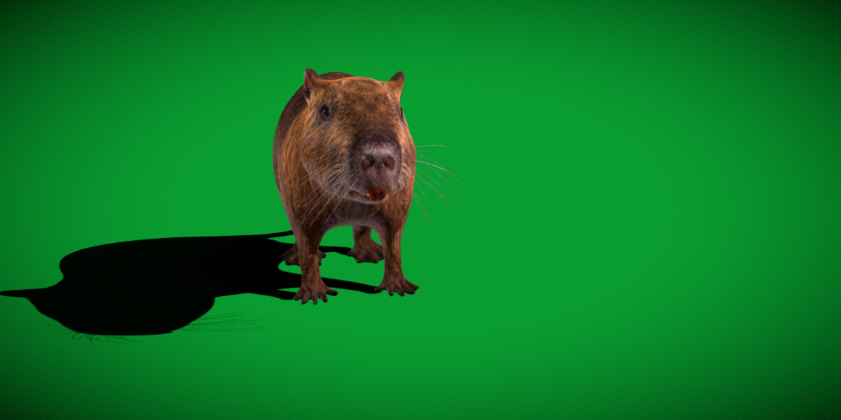 Nutria Coypu Rodent Low-poly 3D model_33