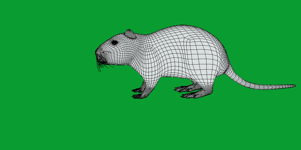 Nutria Coypu Rodent Low-poly 3D model_22