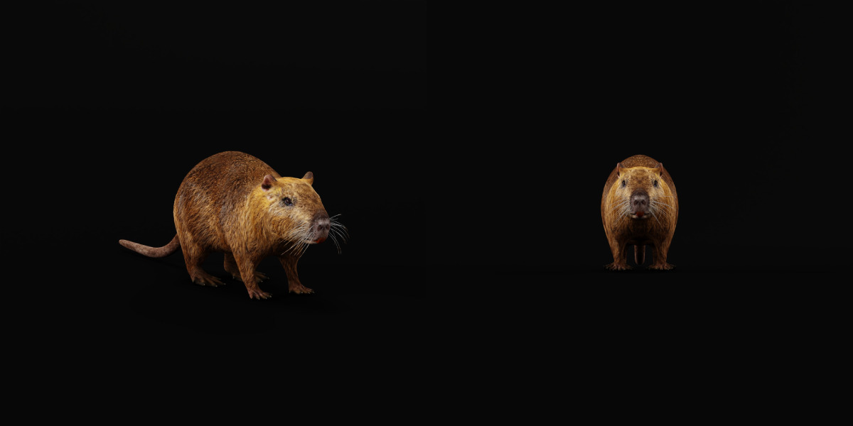 Nutria Coypu Rodent Low-poly 3D model_36