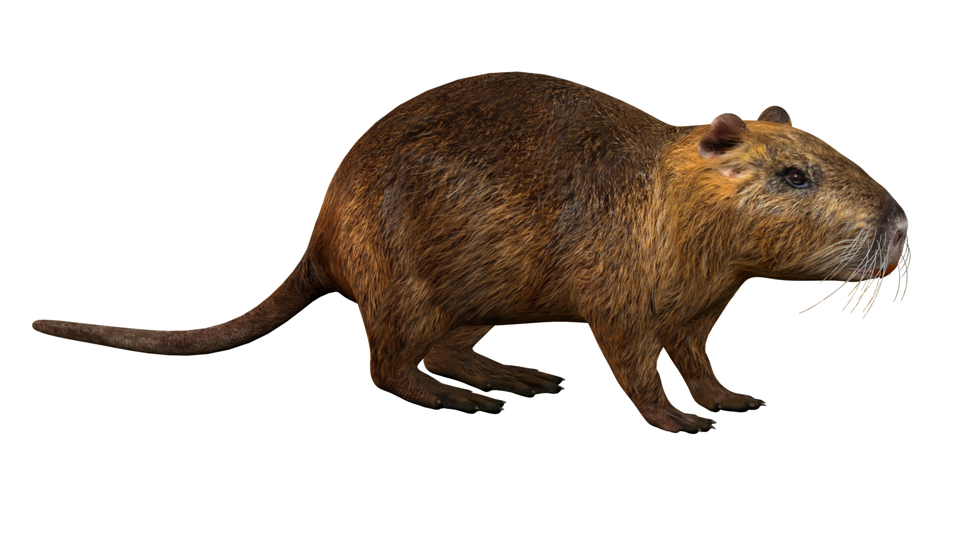 Nutria Coypu Rodent Low-poly 3D model_8