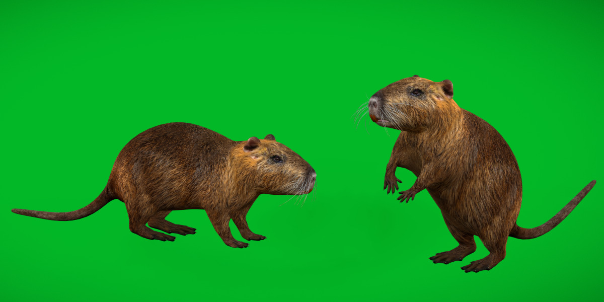 Nutria Coypu Rodent Low-poly 3D model_2