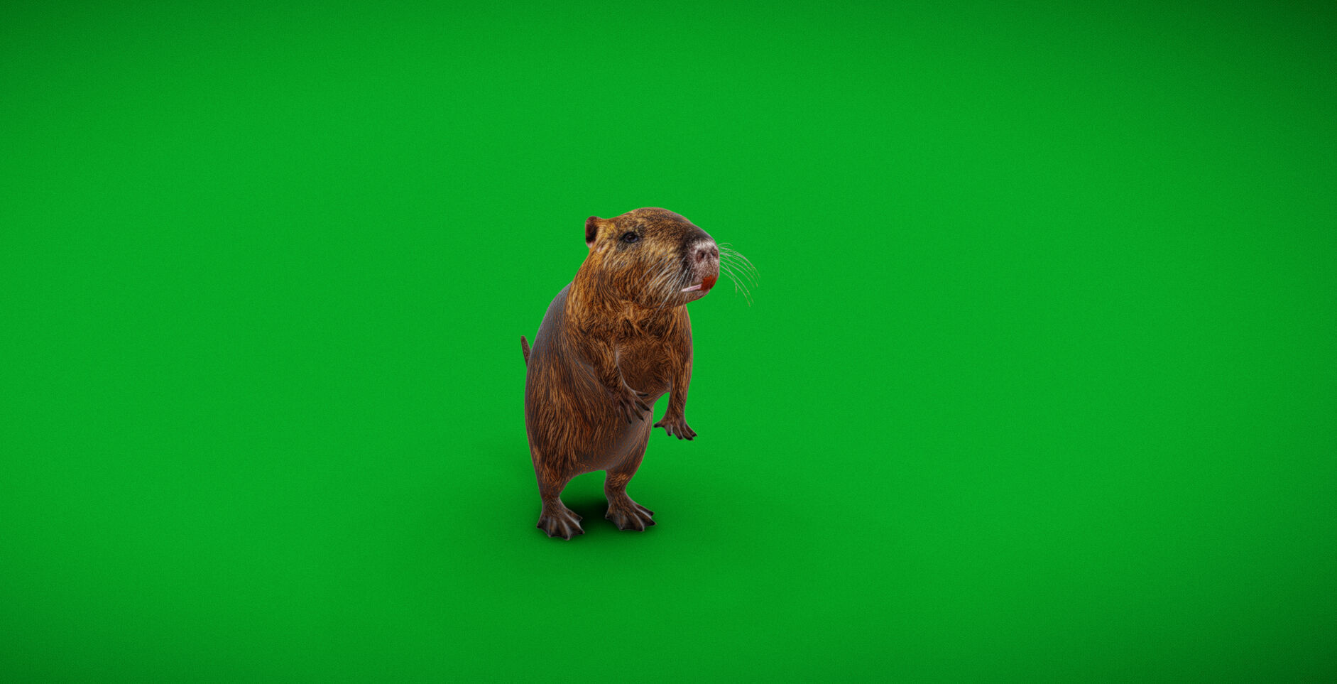 Nutria Coypu Rodent Low-poly 3D model_44