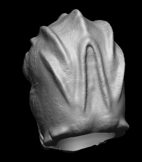 Klatoonian Headsculpt - Tarados Gon - Star wars Action Figure 3D print model_4