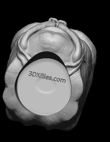 Klatoonian Headsculpt - Tarados Gon - Star wars Action Figure 3D print model_1