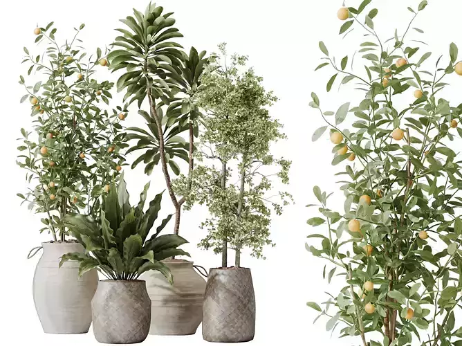 AV Indoor Plants Set 219 Olive Orange Euphorbia Peace Lily