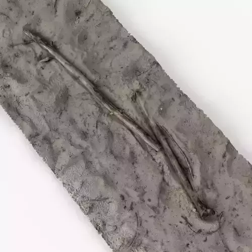 Driftwood and Twigs Branches sticks on Sandy Beach