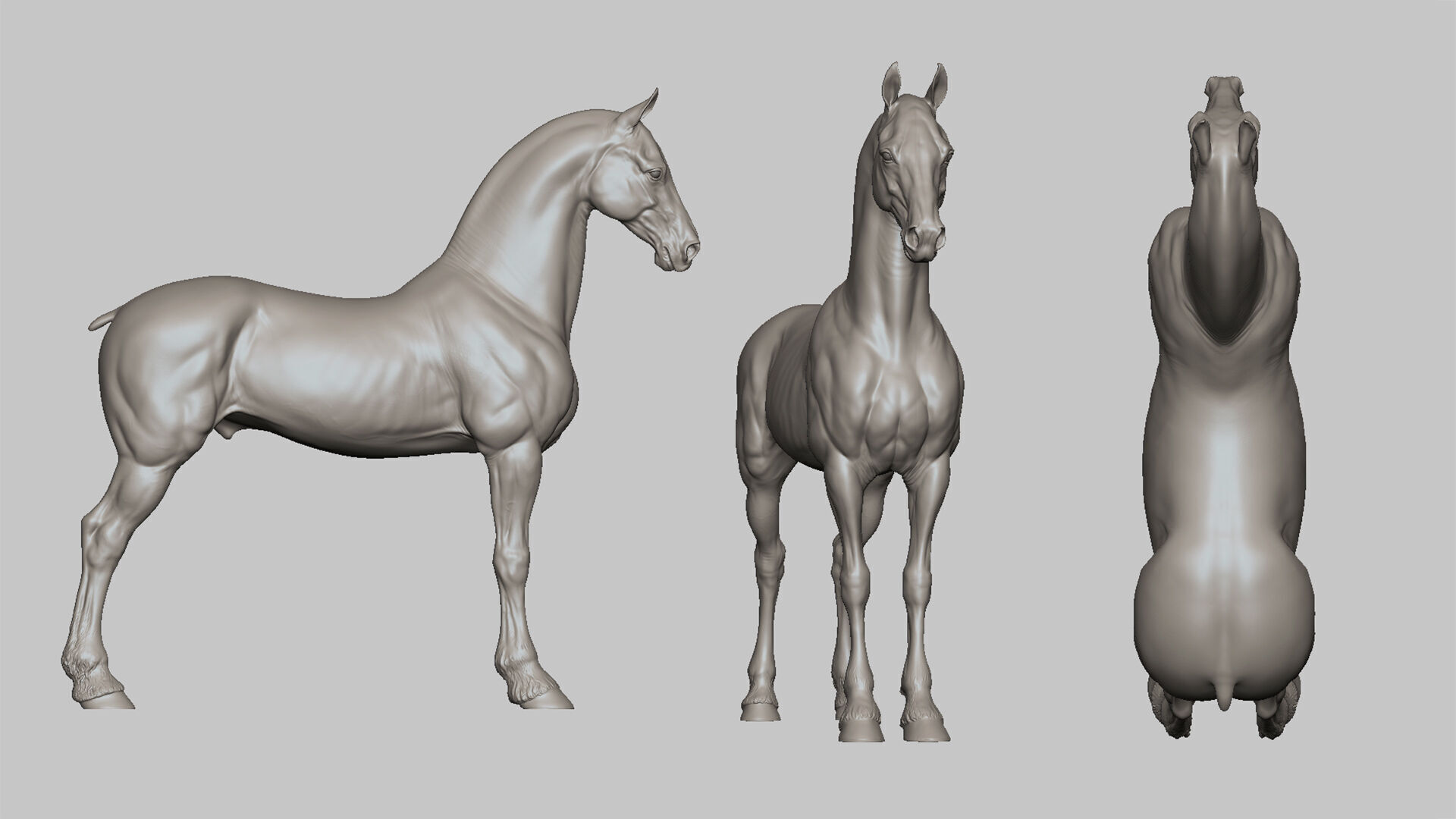 Horse Friesian - TPose 3D model_1