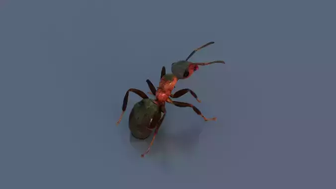 Red Ant Low-poly 3D model
