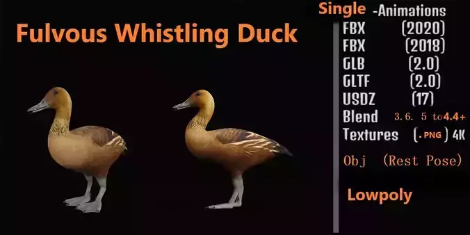 Fulvous Whistling Duck