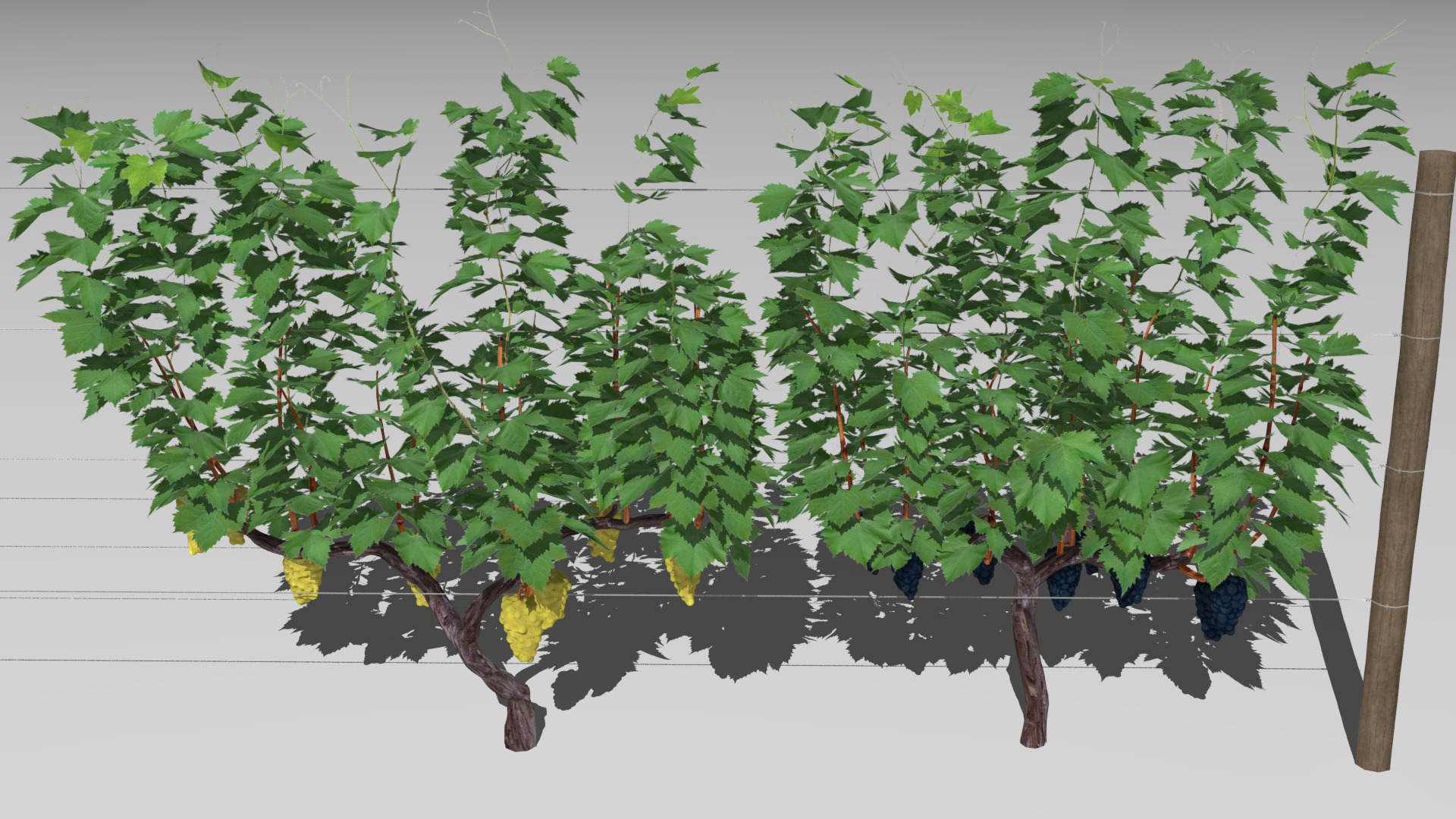 Large vineyard 3D model_11