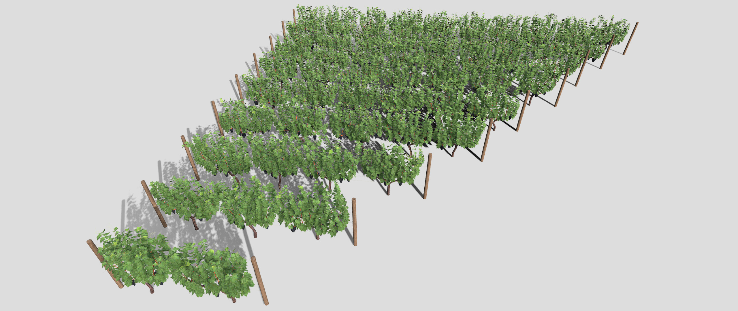Large vineyard 3D model_6