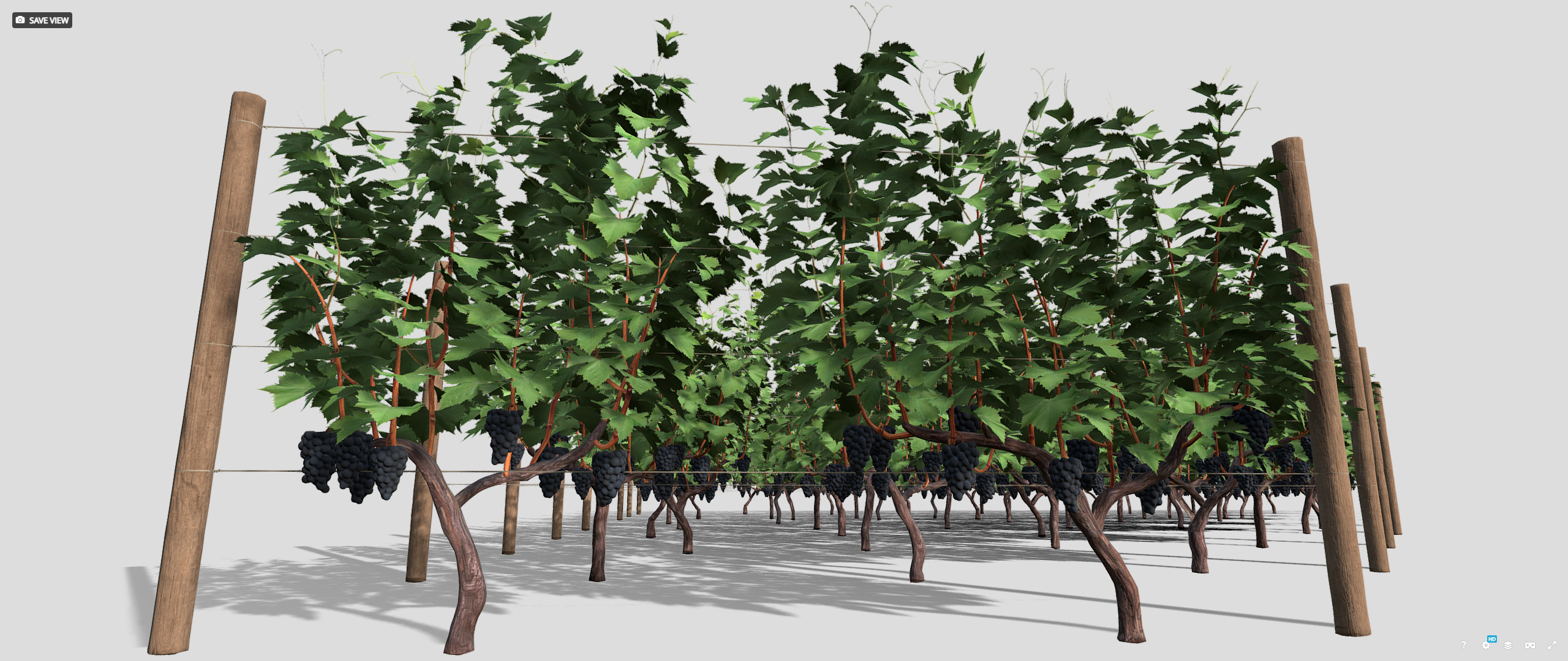 Large vineyard 3D model_17