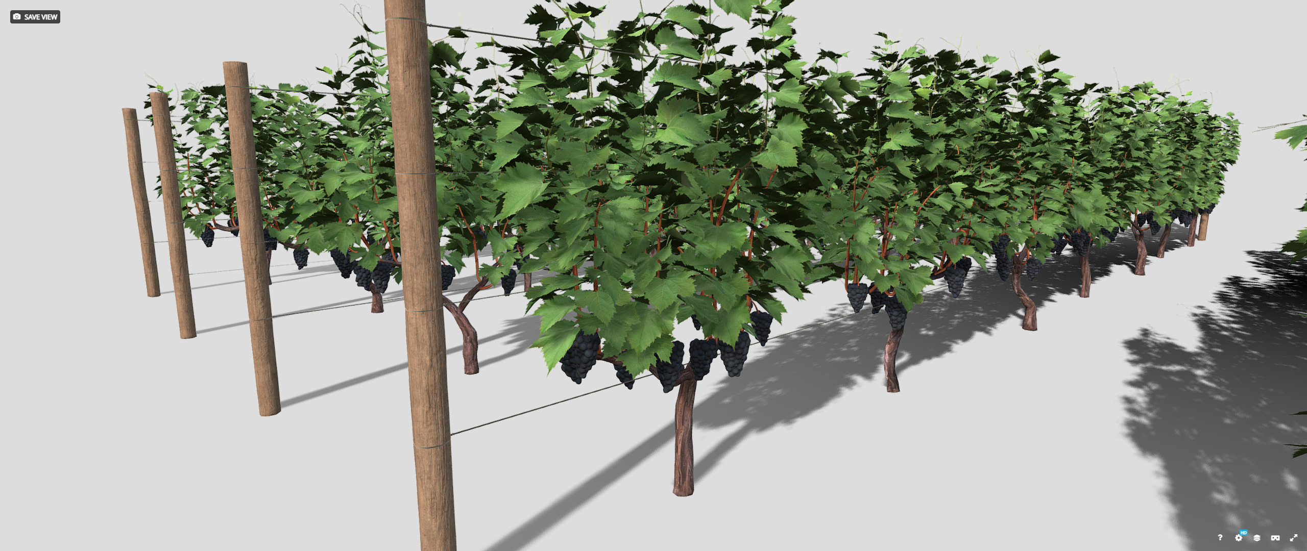 Large vineyard 3D model_12