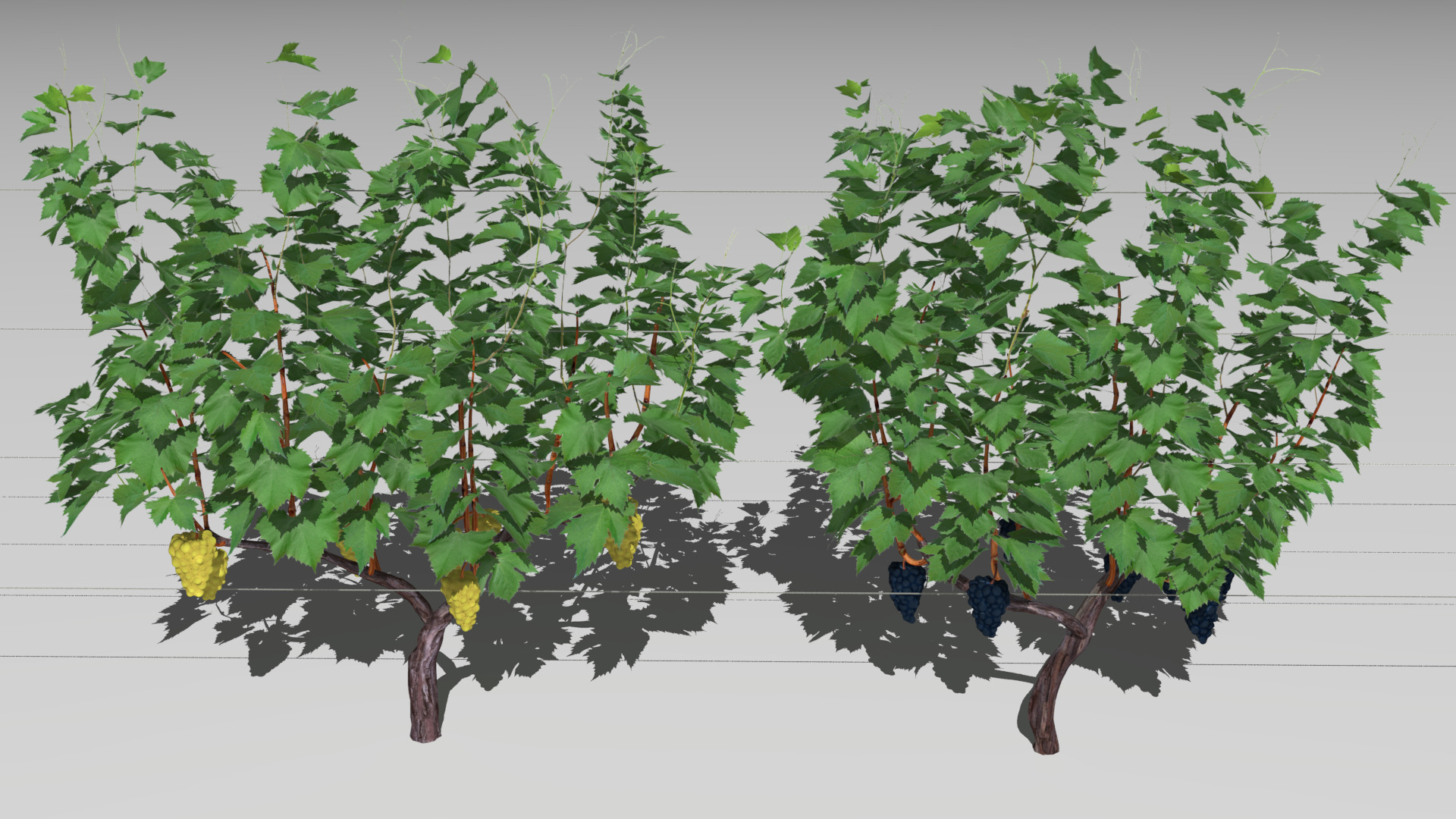 Large vineyard 3D model_10