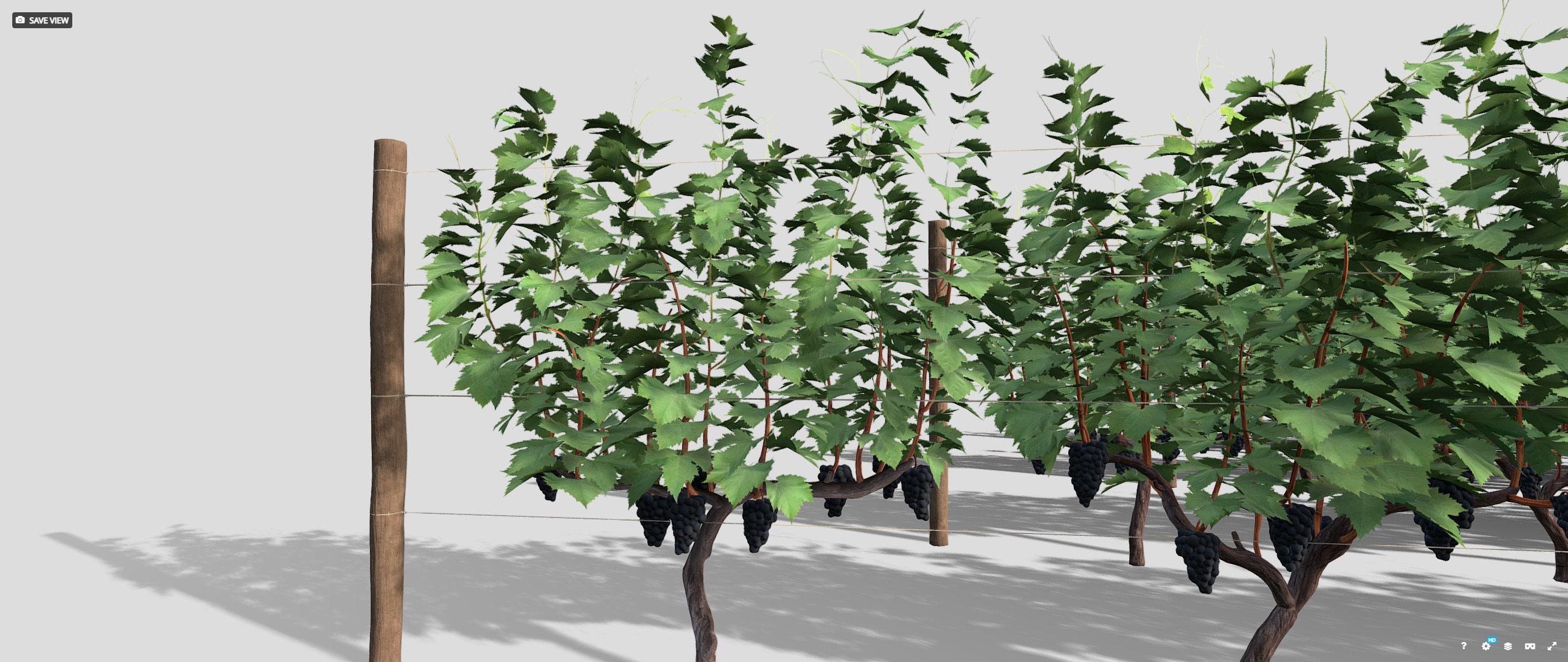 Large vineyard 3D model_16