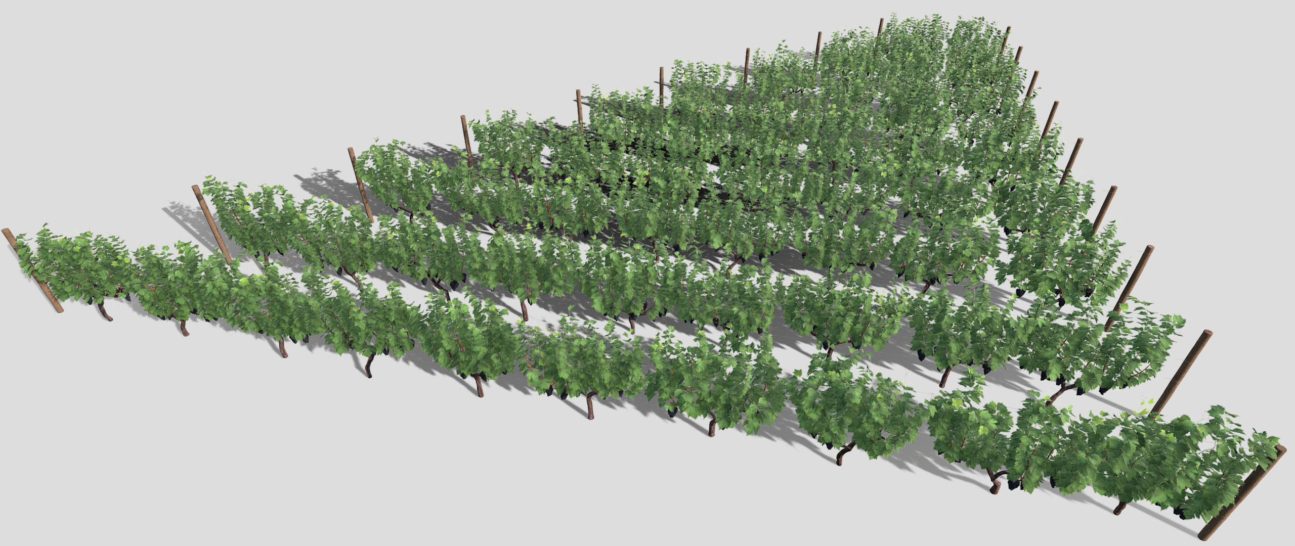 Large vineyard 3D model_5