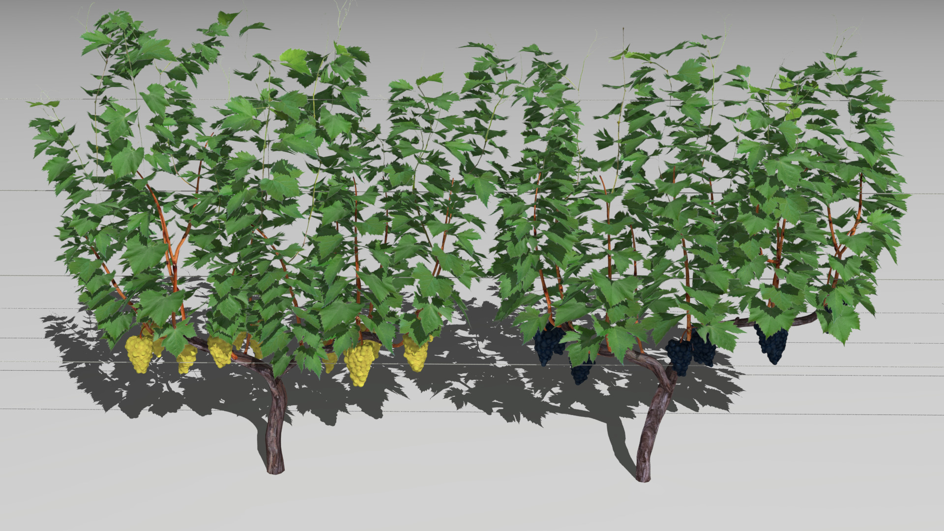 Large vineyard 3D model_8