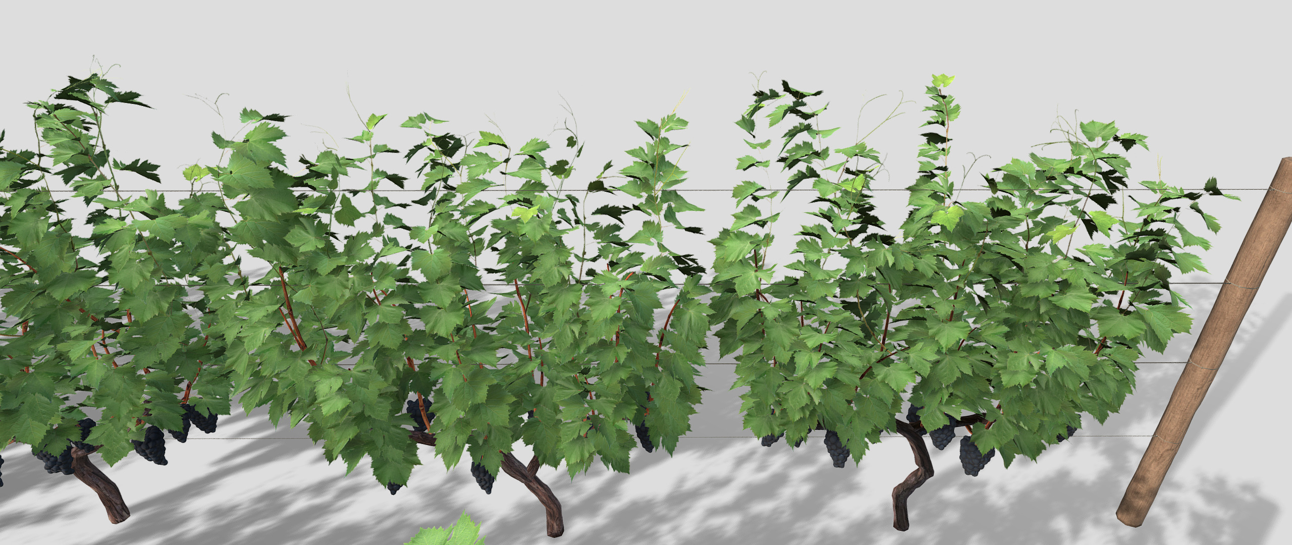Large vineyard 3D model_14