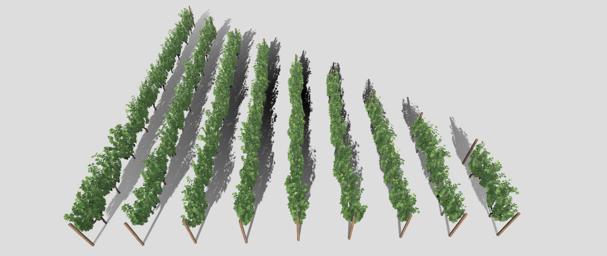 Large vineyard 3D model_2