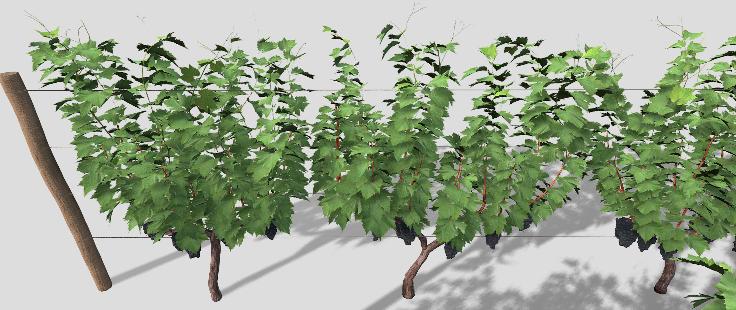 Large vineyard 3D model_18