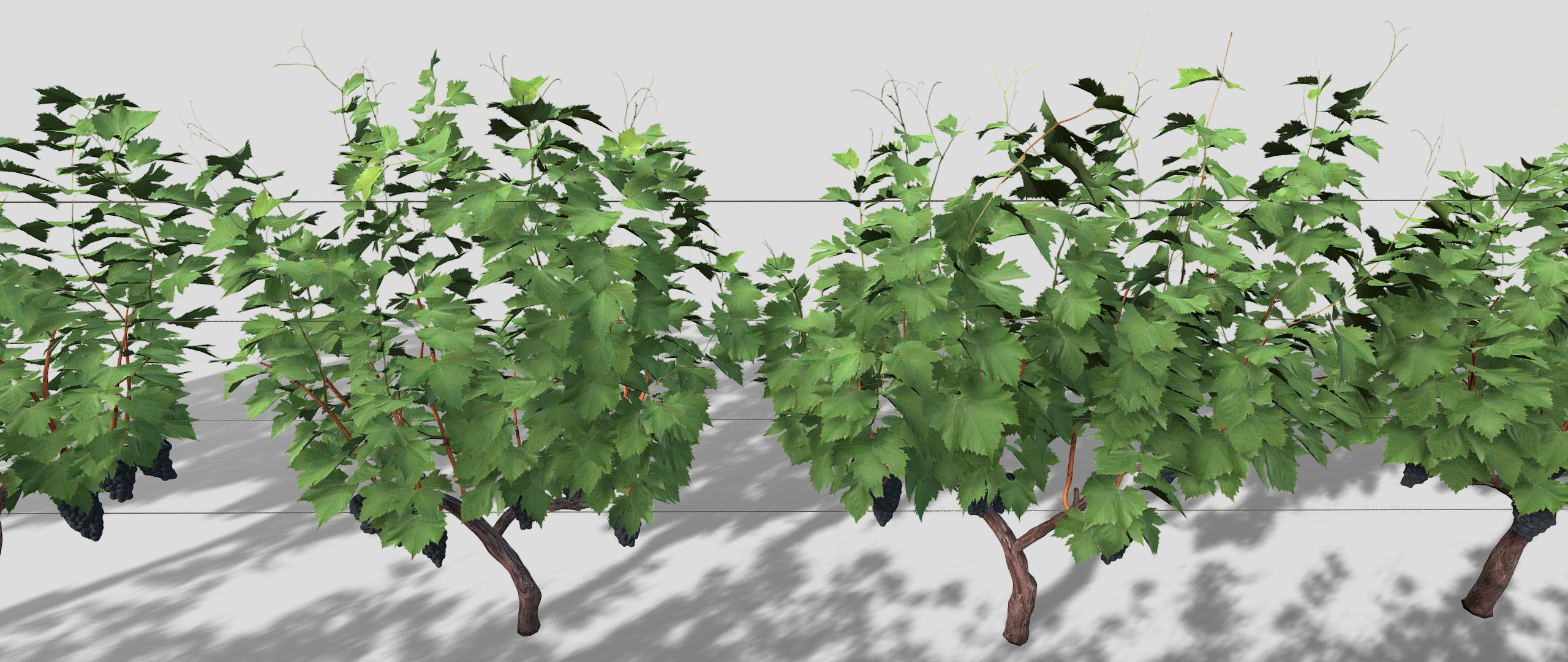 Large vineyard 3D model_19
