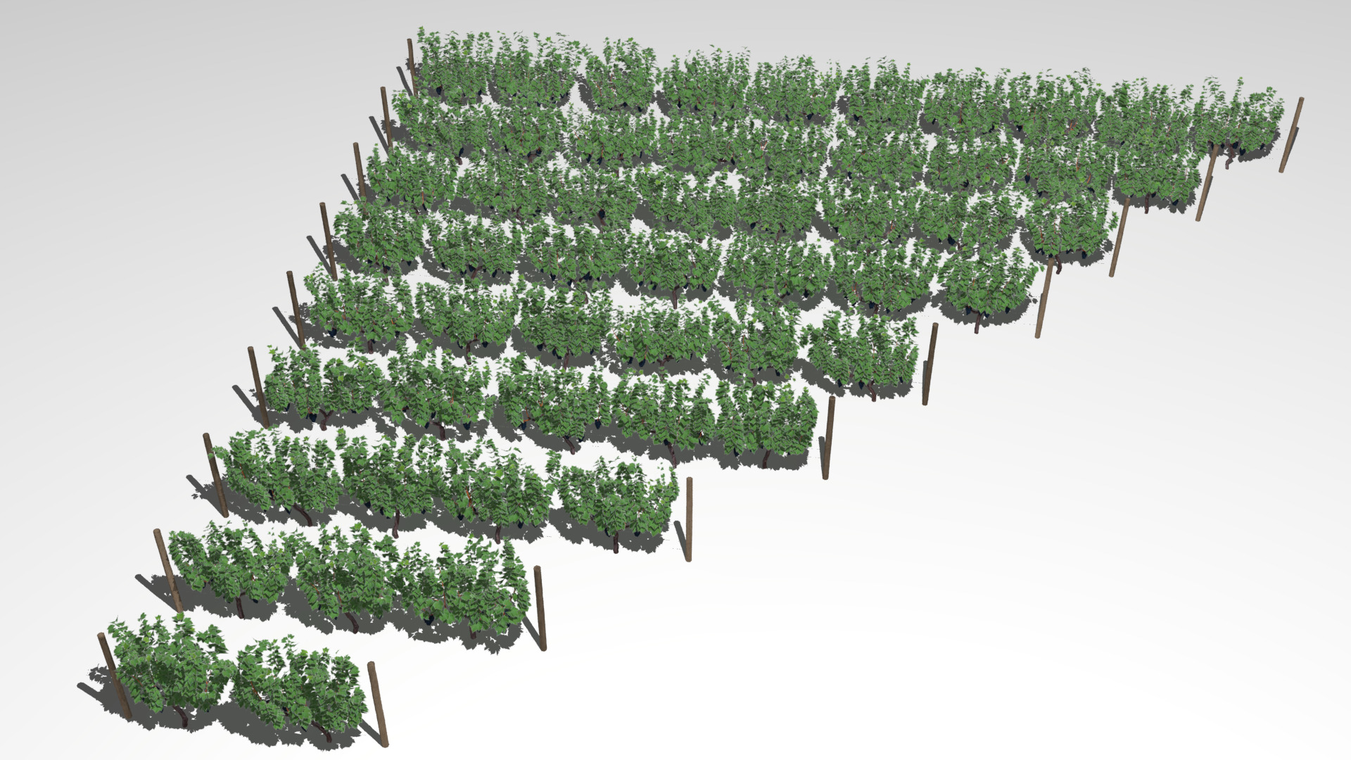 Large vineyard 3D model_4