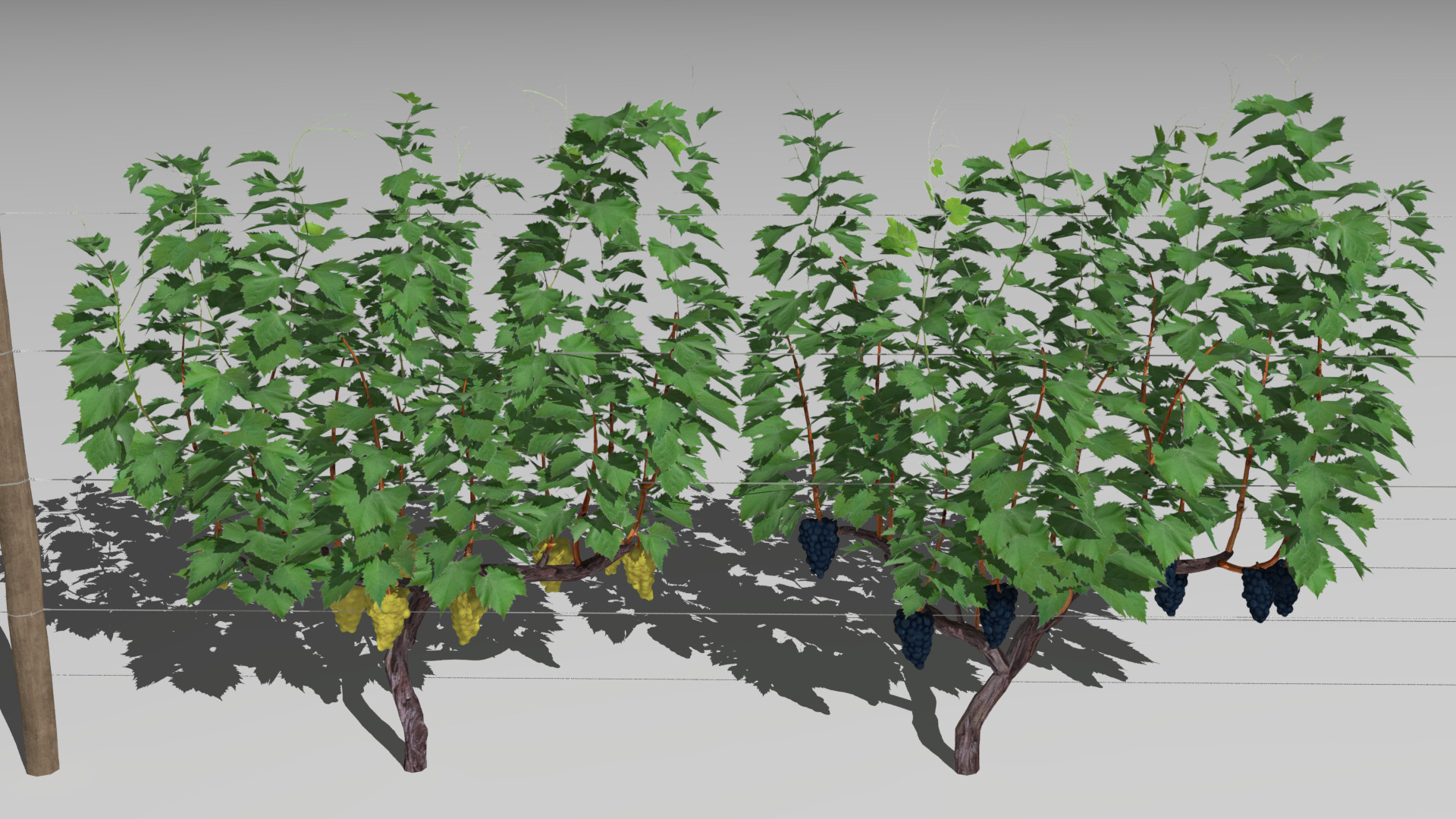 Large vineyard 3D model_7