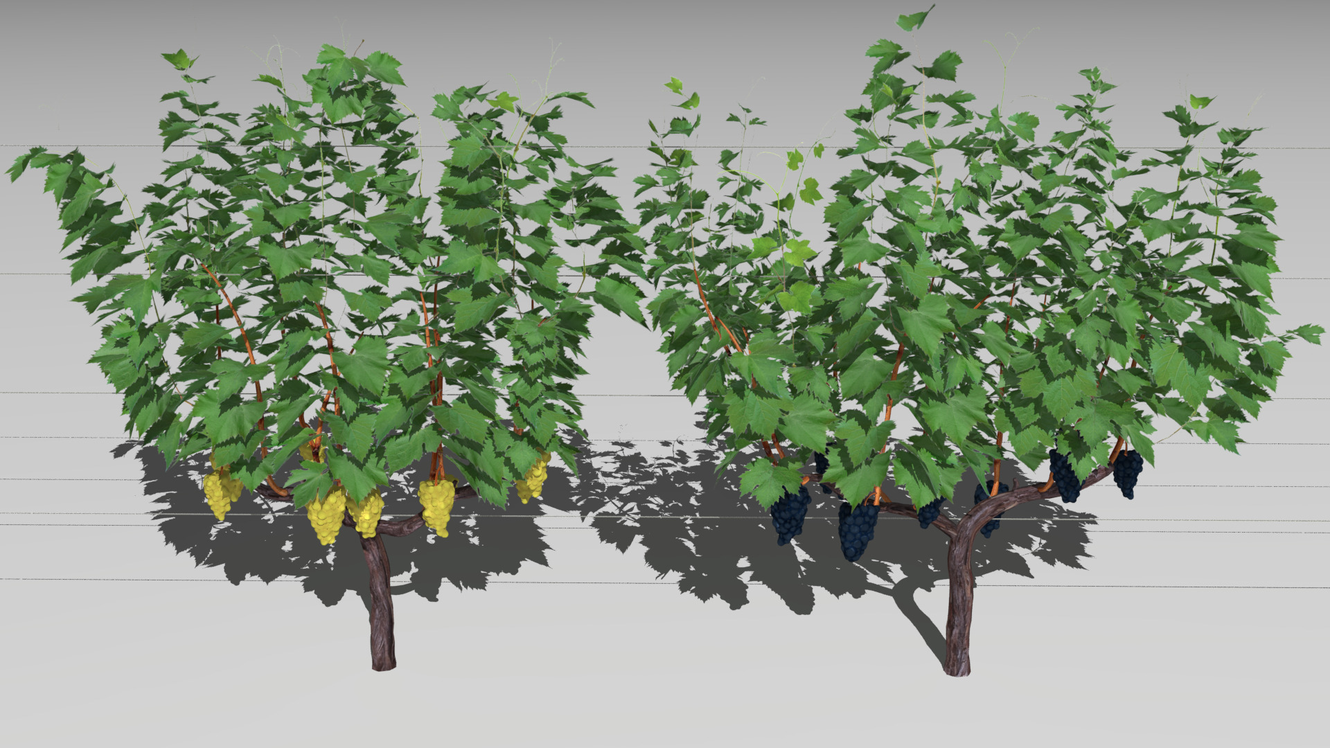 Large vineyard 3D model_9