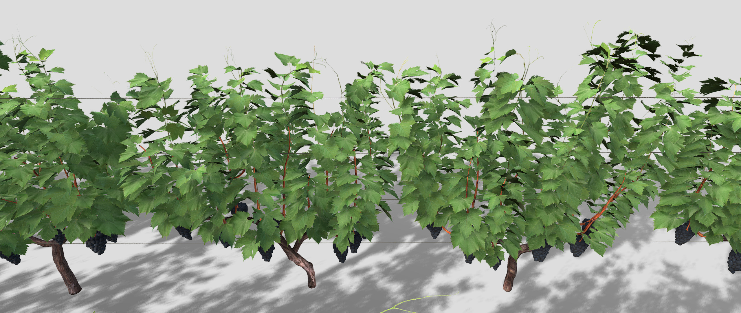 Large vineyard 3D model_13