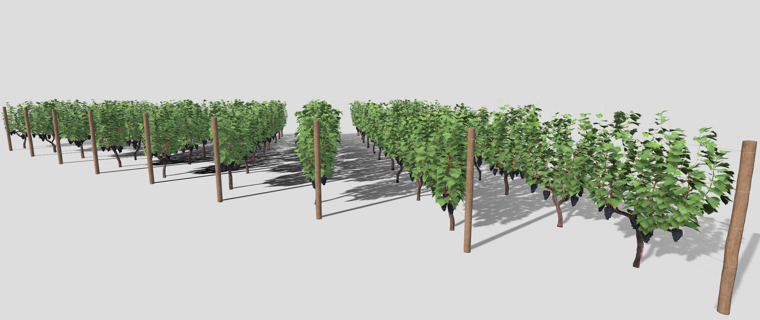 Large vineyard 3D model_3