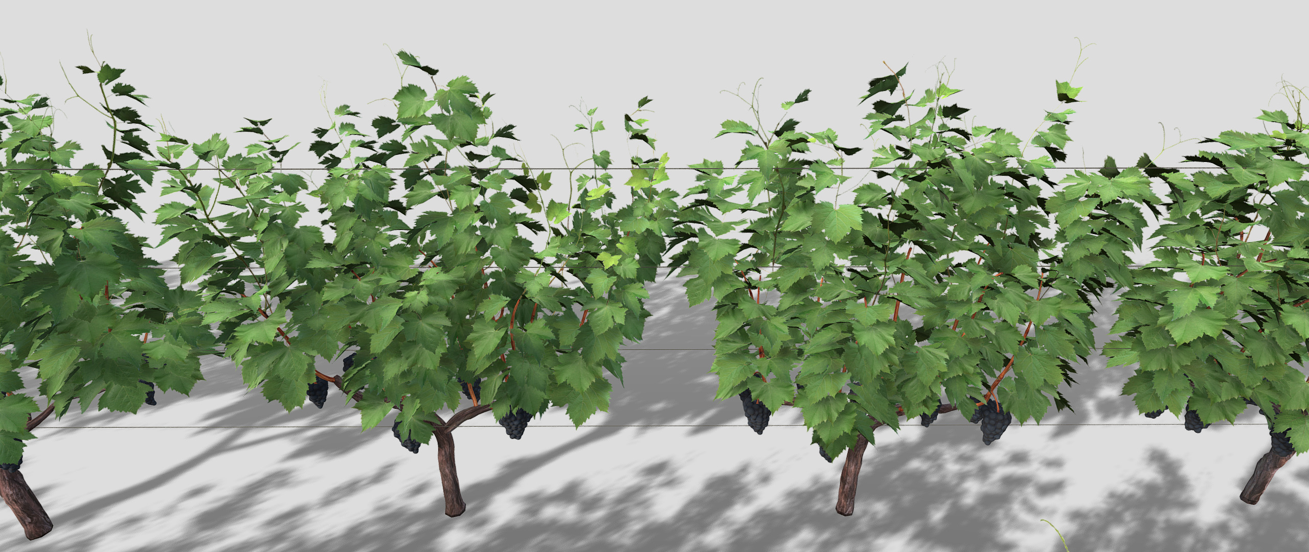 Large vineyard 3D model_15