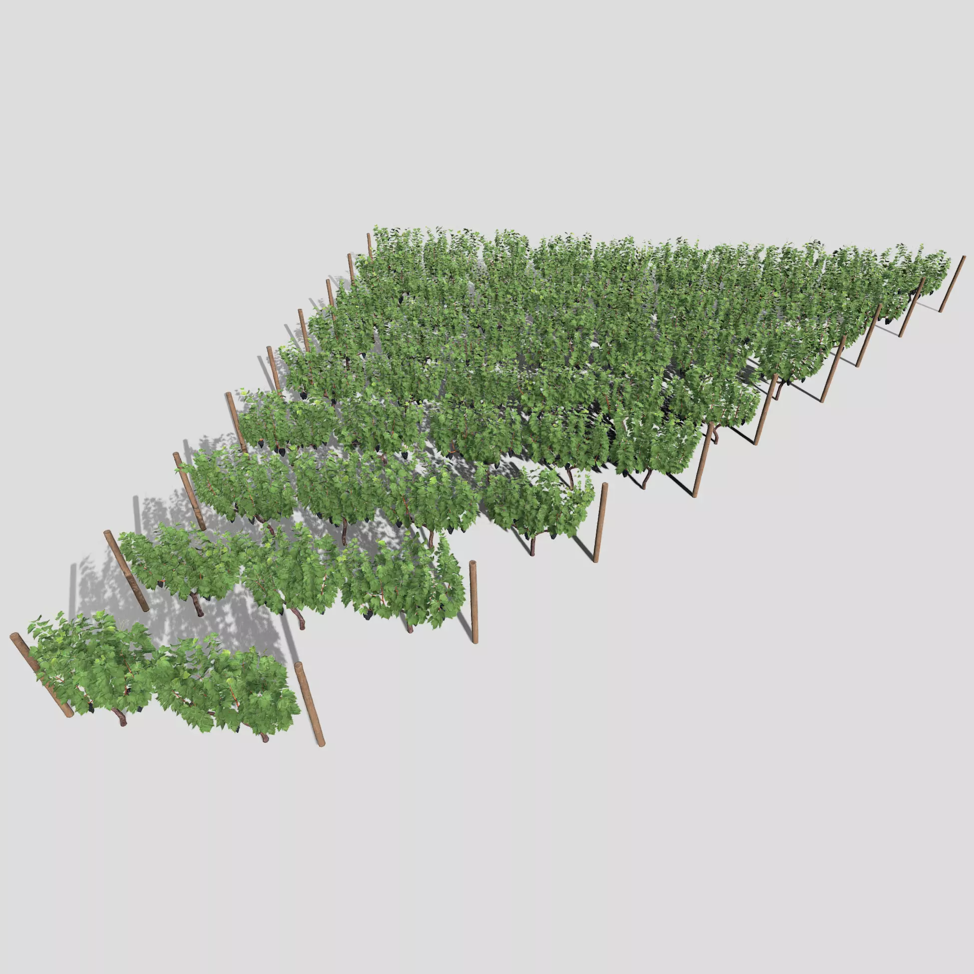 Large vineyard 3D model_0